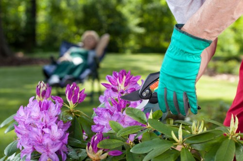 Professional gardener trimming a hedge in East Ham.